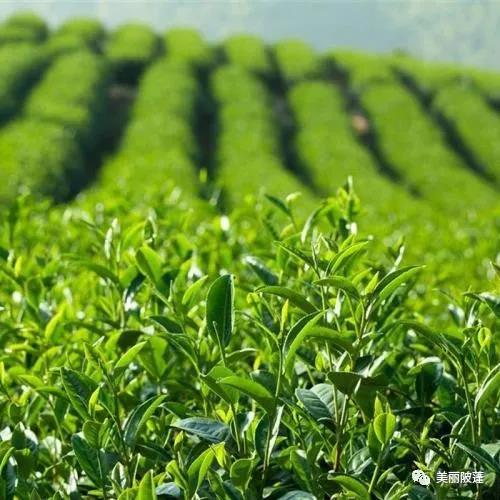 茶葉種植基地